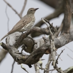 Oriolus sagittatus (Olive-backed Oriole) at Paddys River, ACT - 2 Dec 2017 by Alison Milton