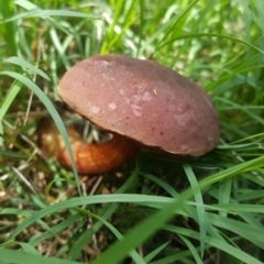 zz bolete at Bruce Ridge - 3 Dec 2017 by forgebbaboudit