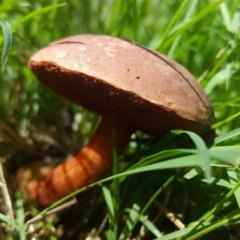 zz bolete at O'Connor, ACT - 3 Dec 2017 04:25 PM