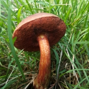 zz bolete at O'Connor, ACT - 3 Dec 2017