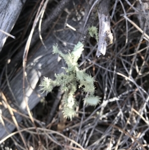 Usnea sp. (genus) at Majura, ACT - 3 Dec 2017 06:03 PM