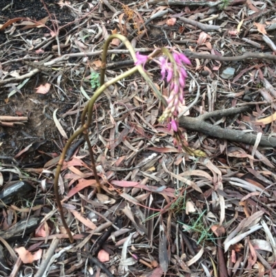 Dipodium roseum (Rosy Hyacinth Orchid) at Canberra Central, ACT - 2 Dec 2017 by petersan