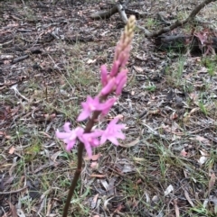 Dipodium roseum at Canberra Central, ACT - 3 Dec 2017