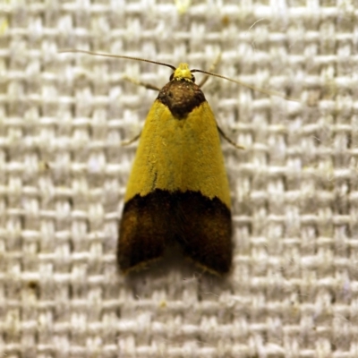 Heteroteucha dichroella (A Concealer moth (Wingia Group)) at O'Connor, ACT - 30 Nov 2017 by ibaird