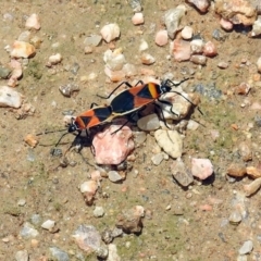 Dindymus versicolor (Harlequin Bug) at Jerrabomberra Wetlands - 3 Dec 2017 by RodDeb