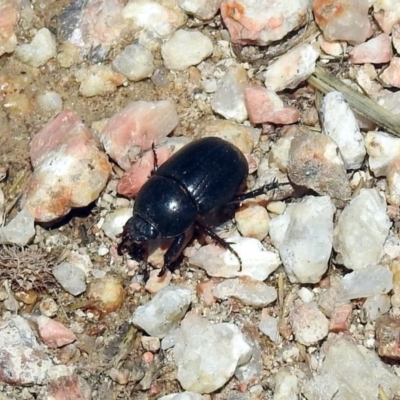 Heteronychus arator (African black beetle) at Jerrabomberra Wetlands - 3 Dec 2017 by RodDeb