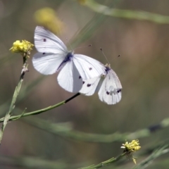 Pieris rapae (Cabbage White) at Jerrabomberra Wetlands - 3 Dec 2017 by RodDeb