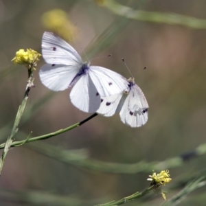 Pieris rapae at Fyshwick, ACT - 3 Dec 2017 01:13 PM