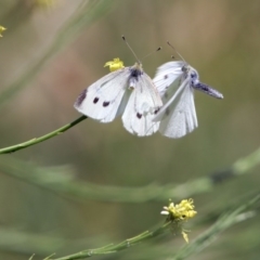 Pieris rapae at Fyshwick, ACT - 3 Dec 2017 01:13 PM