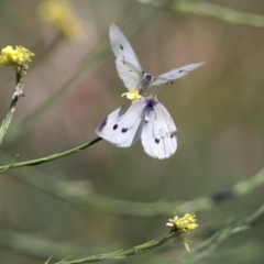 Pieris rapae at Fyshwick, ACT - 3 Dec 2017 01:13 PM