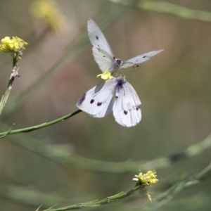 Pieris rapae at Fyshwick, ACT - 3 Dec 2017 01:13 PM