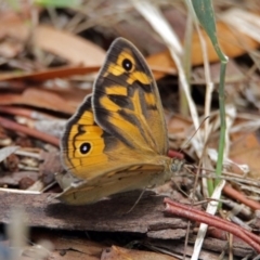 Heteronympha merope (Common Brown Butterfly) at Fyshwick, ACT - 3 Dec 2017 by RodDeb