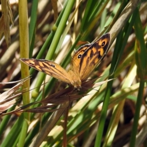 Heteronympha merope at Fyshwick, ACT - 3 Dec 2017 11:59 AM