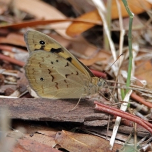 Heteronympha merope at Fyshwick, ACT - 3 Dec 2017 11:59 AM