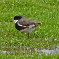 Erythrogonys cinctus (Red-kneed Dotterel) at Jerrabomberra Wetlands - 3 Dec 2017 by RodDeb