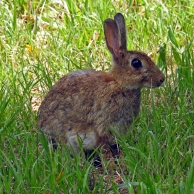 Oryctolagus cuniculus (European Rabbit) at Fyshwick, ACT - 3 Dec 2017 by RodDeb