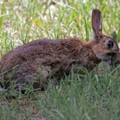 Oryctolagus cuniculus at Fyshwick, ACT - 3 Dec 2017