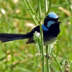 Malurus cyaneus (Superb Fairywren) at Jerrabomberra Wetlands - 3 Dec 2017 by RodDeb