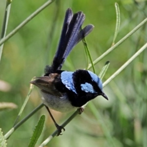 Malurus cyaneus at Fyshwick, ACT - 3 Dec 2017