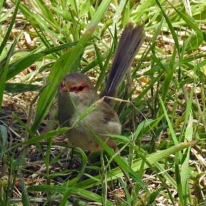 Malurus cyaneus at Fyshwick, ACT - 3 Dec 2017