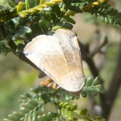 Mataeomera coccophaga (Brown Scale-moth) at Kambah, ACT - 2 Dec 2017 by Christine