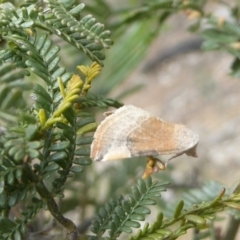 Mataeomera coccophaga at Kambah, ACT - 3 Dec 2017 12:00 AM