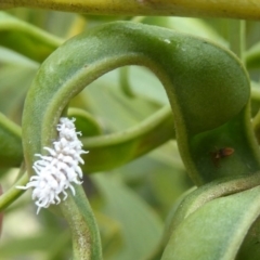 Cryptolaemus montrouzieri (Mealybug ladybird) at Kambah, ACT - 2 Dec 2017 by Christine