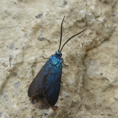 Pollanisus viridipulverulenta (Satin-green Forester) at Kambah, ACT - 3 Dec 2017 by Christine
