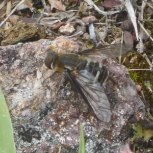 Villa sp. (genus) at Kambah, ACT - 3 Dec 2017 12:00 AM