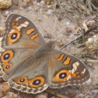 Junonia villida (Meadow Argus) at Kambah, ACT - 3 Dec 2017 by Christine