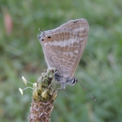 Lampides boeticus (Long-tailed Pea-blue) at Conder, ACT - 25 Nov 2017 by michaelb