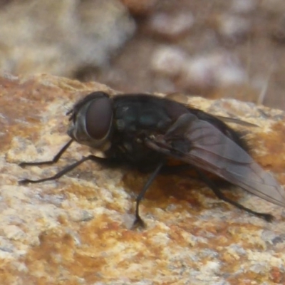 Rutilia (Donovanius) sp. (genus & subgenus) (A Bristle Fly) at Kambah, ACT - 2 Dec 2017 by Christine
