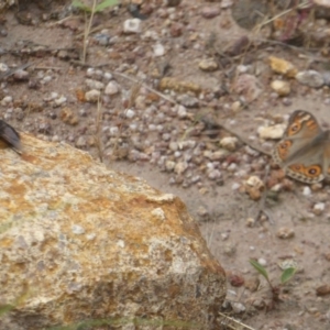 Rutilia (Donovanius) sp. (genus & subgenus) at Kambah, ACT - 3 Dec 2017