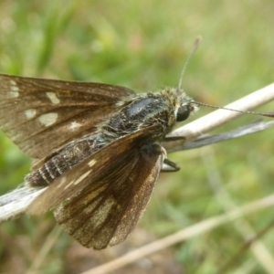 Trapezites luteus at Kambah, ACT - 3 Dec 2017