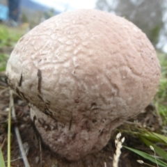Calvatia sp. (a puffball ) at Mount Taylor - 2 Dec 2017 by Christine