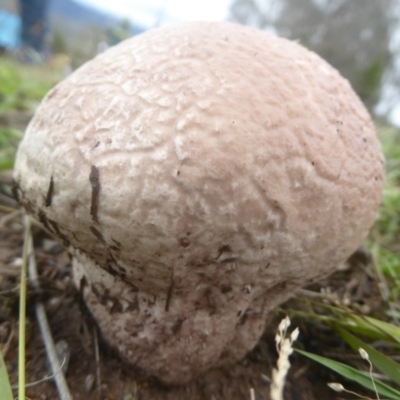 Calvatia sp. (a puffball ) at Kambah, ACT - 3 Dec 2017 by Christine