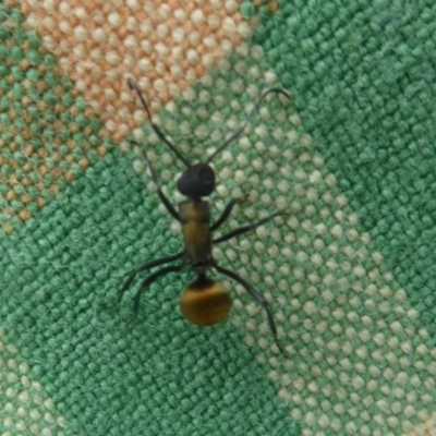 Polyrhachis ammon (Golden-spined Ant, Golden Ant) at Kambah, ACT - 3 Dec 2017 by Christine