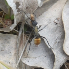 Polyrhachis ammon at Kambah, ACT - 3 Dec 2017 12:00 AM