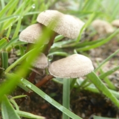 zz agaric (stem; gills white/cream) at Kambah, ACT - 2 Dec 2017 by Christine