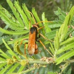 Cryptocheilus australis (Golden spider wasp) at Kambah, ACT - 3 Dec 2017 by Christine