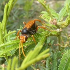 Cryptocheilus bicolor at Kambah, ACT - 3 Dec 2017