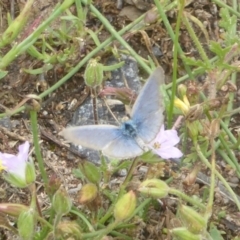 Zizina otis (Common Grass-Blue) at Mount Taylor - 2 Dec 2017 by Christine