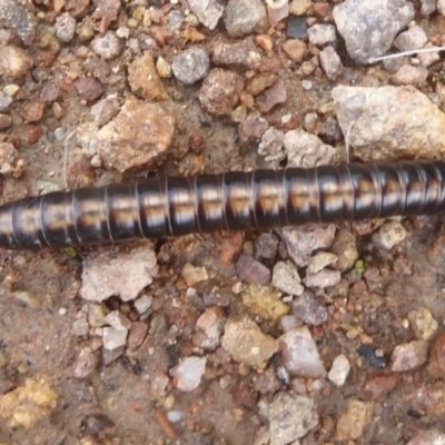 Paradoxosomatidae sp. (family) (Millipede) at Mount Taylor - 2 Dec 2017 by Christine