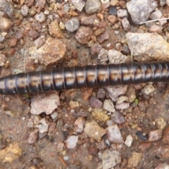Paradoxosomatidae sp. (family) (Millipede) at Kambah, ACT - 2 Dec 2017 by Christine