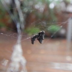 Uloboridae (family) at Cook, ACT - 2 Dec 2017