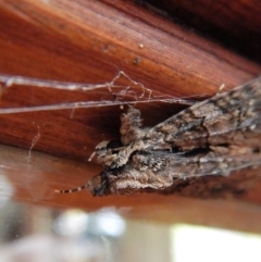 Geometridae (family) ADULT at Cook, ACT - 26 Nov 2017 by CathB