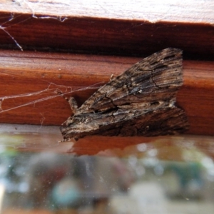 Geometridae (family) ADULT at Cook, ACT - 26 Nov 2017 05:17 PM