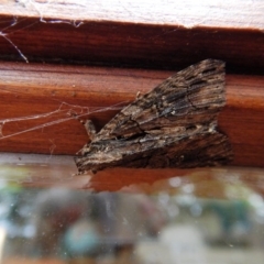 Geometridae (family) ADULT at Cook, ACT - 26 Nov 2017