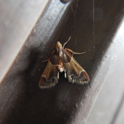 Pyralis farinalis (Meal Moth) at Cook, ACT - 2 Dec 2017 by CathB