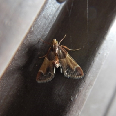 Pyralis farinalis (Meal Moth) at Cook, ACT - 3 Dec 2017 by CathB